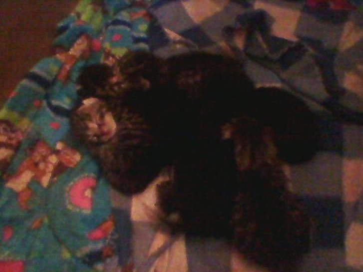 Picture of a cat / kitten / feline