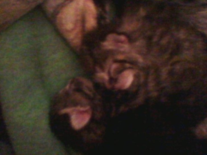 Picture of a cat / kitten / feline