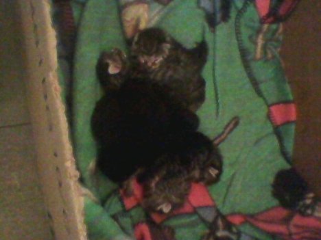 Picture of a cat / kitten / feline