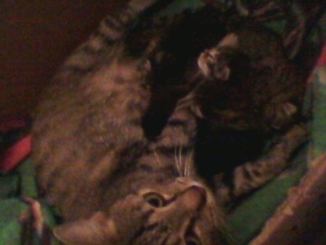 Picture of a cat / kitten / feline