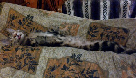 Picture of a cat / kitten / feline