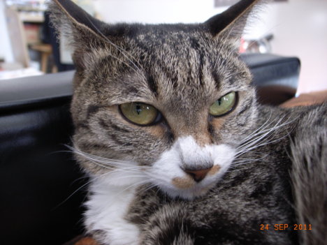 Picture of a cat / kitten / feline