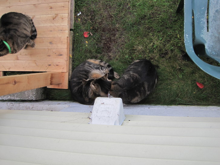 Picture of a cat / kitten / feline