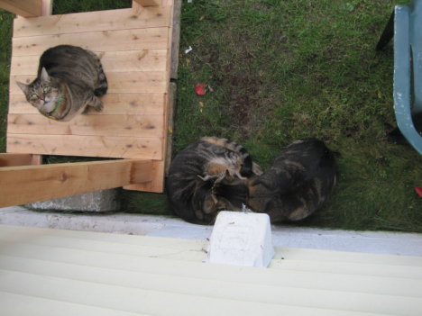 Picture of a cat / kitten / feline