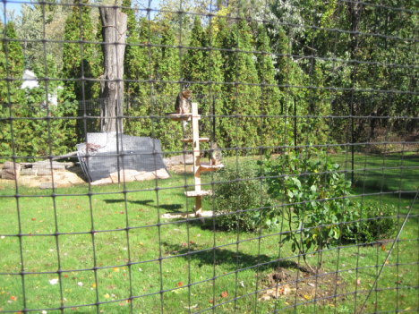 Picture of a cat / kitten / feline