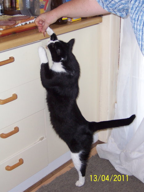 Picture of a cat / kitten / feline