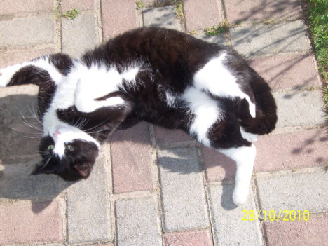 Picture of a cat / kitten / feline