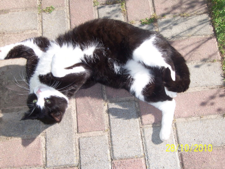 Picture of a cat / kitten / feline