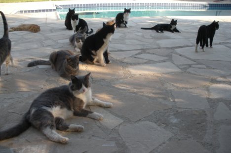 Picture of a cat / kitten / feline