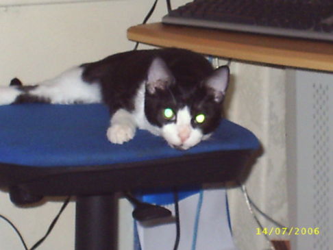 Picture of a cat / kitten / feline