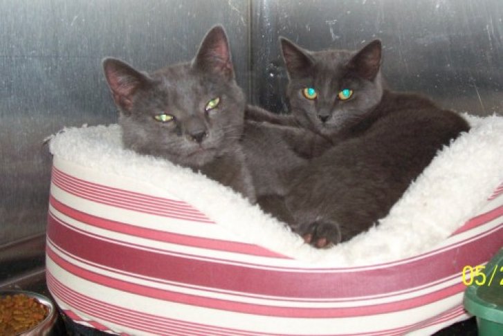 Picture of a cat / kitten / feline