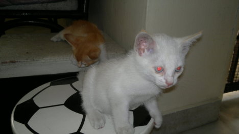 Picture of a cat / kitten / feline