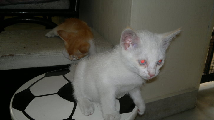 Picture of a cat / kitten / feline