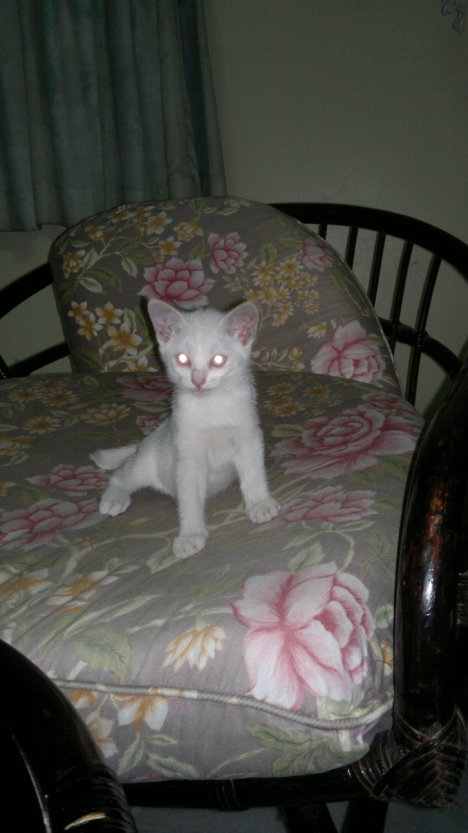 Picture of a cat / kitten / feline