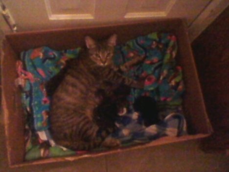 Picture of a cat / kitten / feline