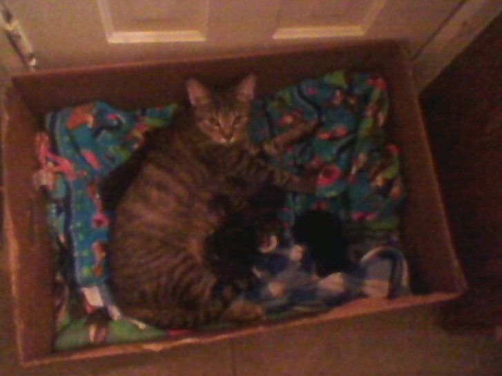 Picture of a cat / kitten / feline