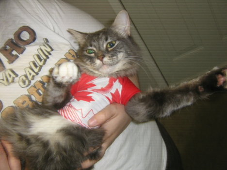 Picture of a cat / kitten / feline