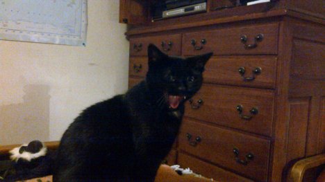 Picture of a cat / kitten / feline