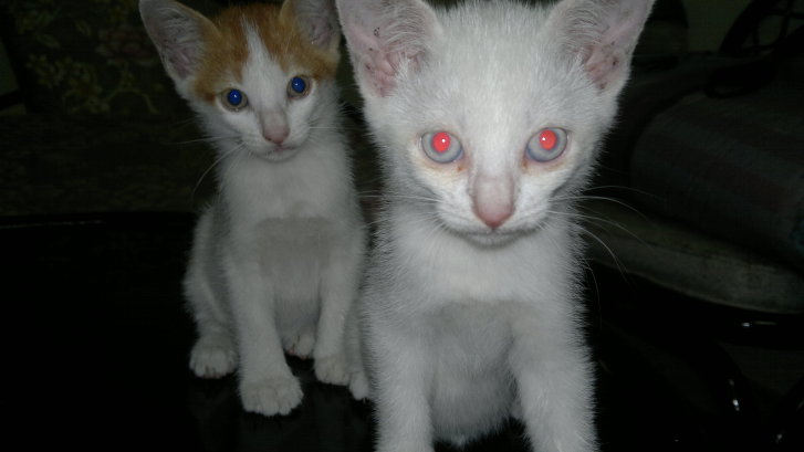 Picture of a cat / kitten / feline