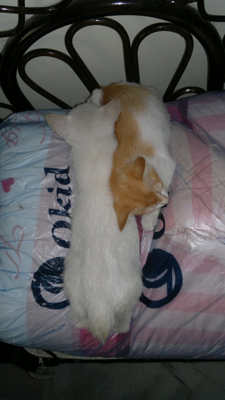 Picture of a cat / kitten / feline