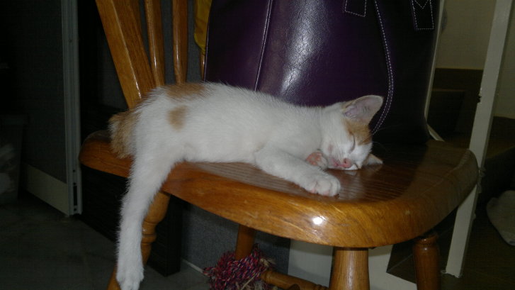 Picture of a cat / kitten / feline