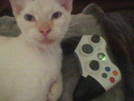 Picture of a cat / kitten / feline