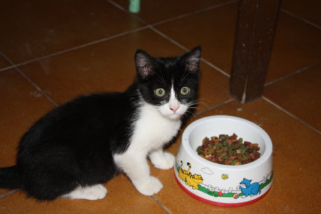 Picture of a cat / kitten / feline