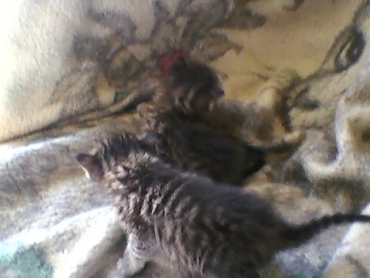 Picture of a cat / kitten / feline