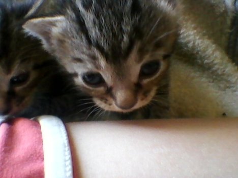 Picture of a cat / kitten / feline