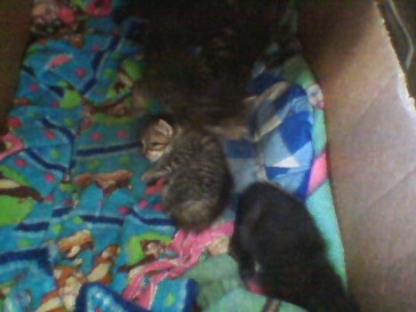 Picture of a cat / kitten / feline