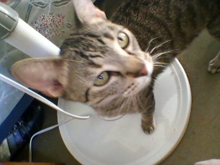 Picture of a cat / kitten / feline