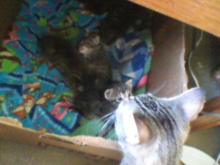 Picture of a cat / kitten / feline