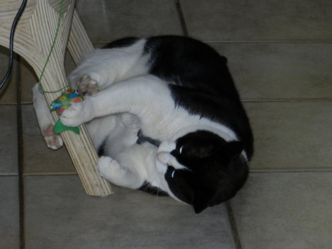 Picture of a cat / kitten / feline