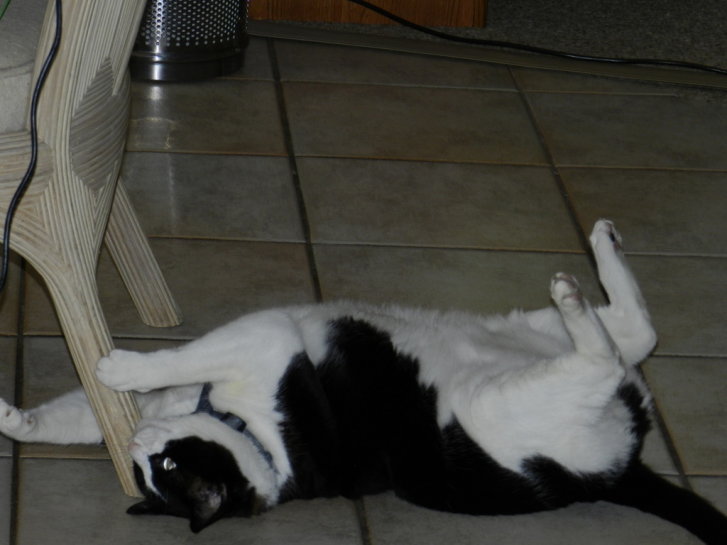 Picture of a cat / kitten / feline