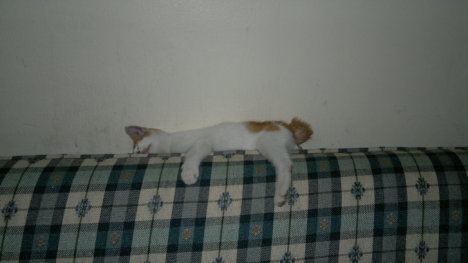 Picture of a cat / kitten / feline