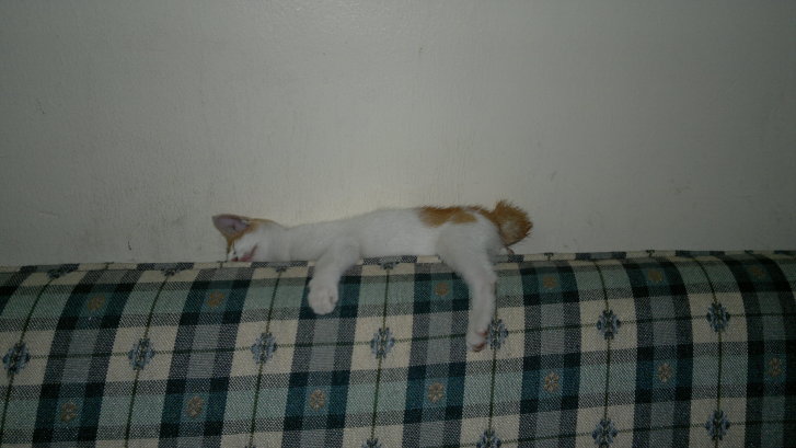 Picture of a cat / kitten / feline