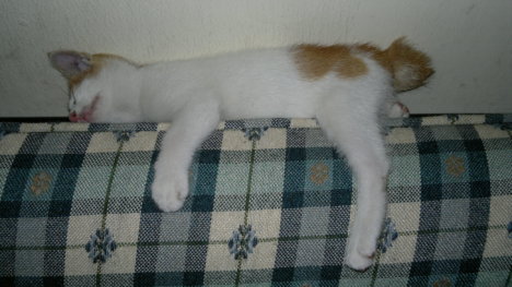 Picture of a cat / kitten / feline