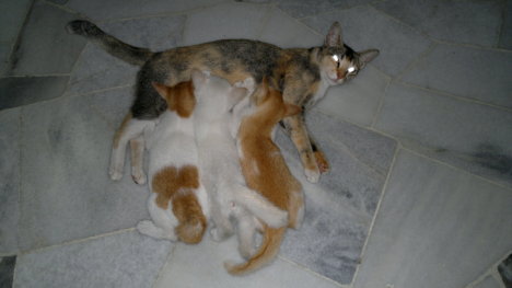 Picture of a cat / kitten / feline