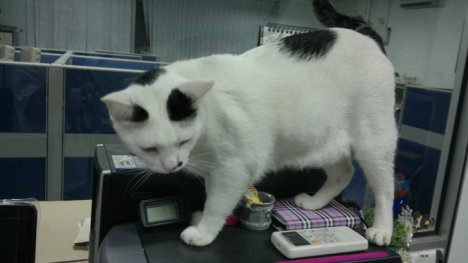 Picture of a cat / kitten / feline