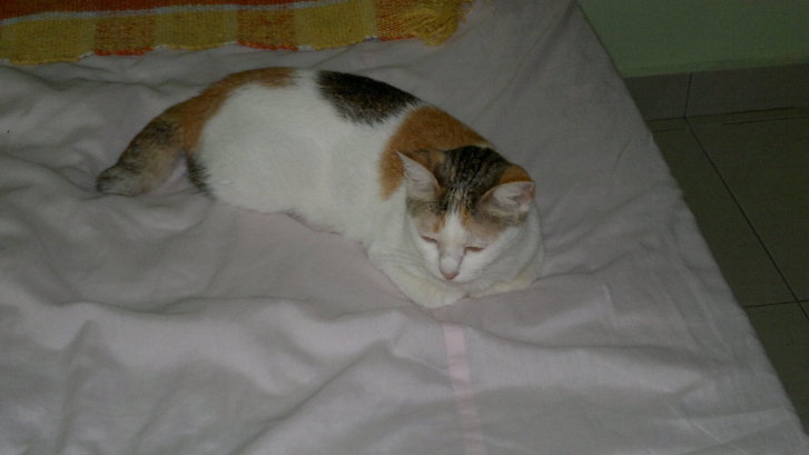 Picture of a cat / kitten / feline