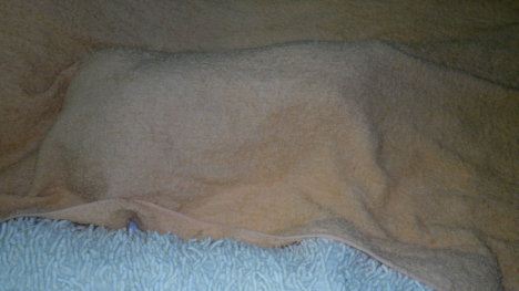 Picture of a cat / kitten / feline