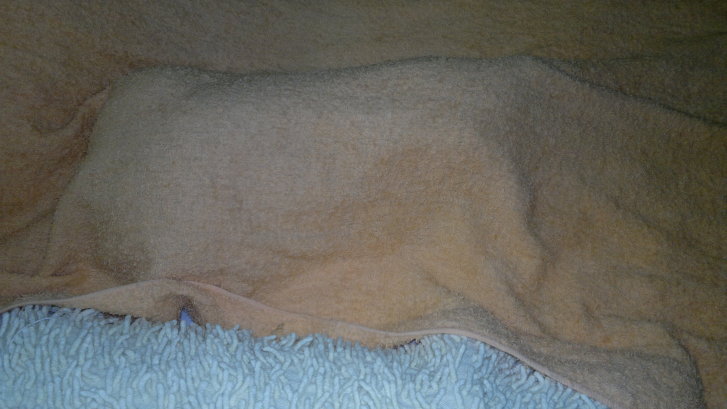 Picture of a cat / kitten / feline