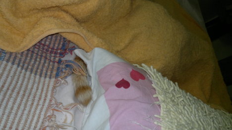 Picture of a cat / kitten / feline