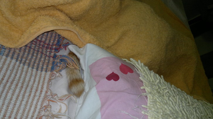 Picture of a cat / kitten / feline