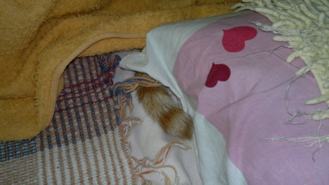 Picture of a cat / kitten / feline