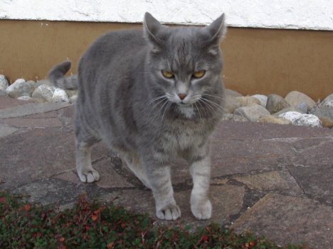 Picture of a cat / kitten / feline