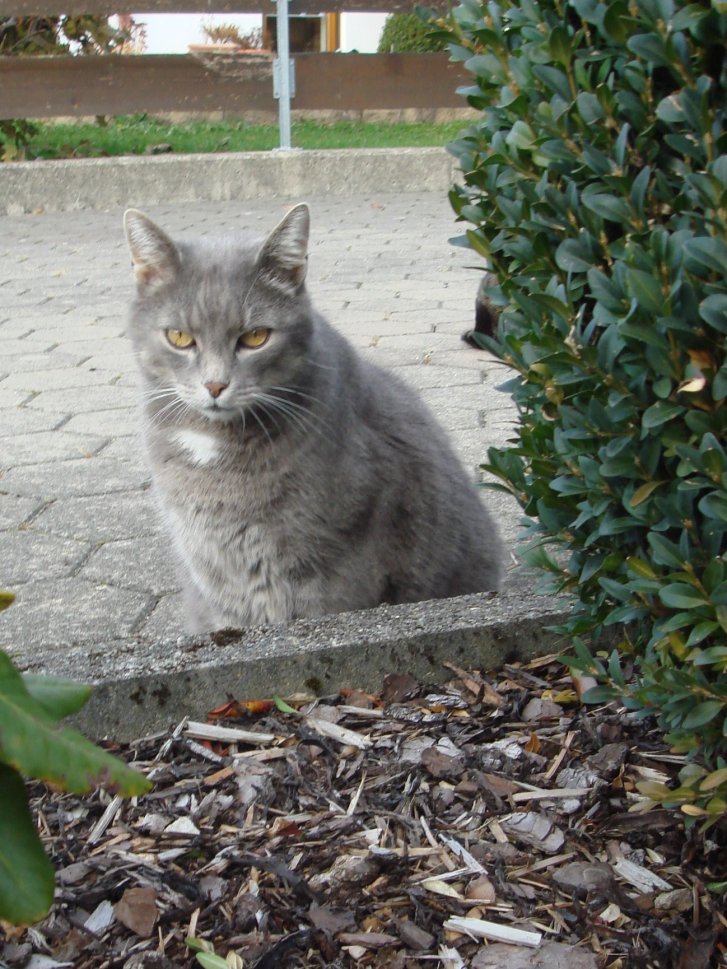 Picture of a cat / kitten / feline