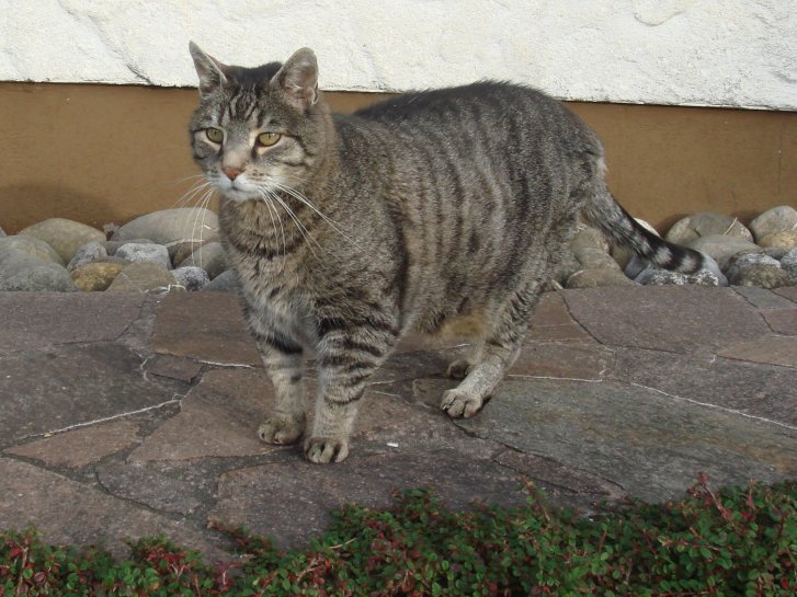 Picture of a cat / kitten / feline