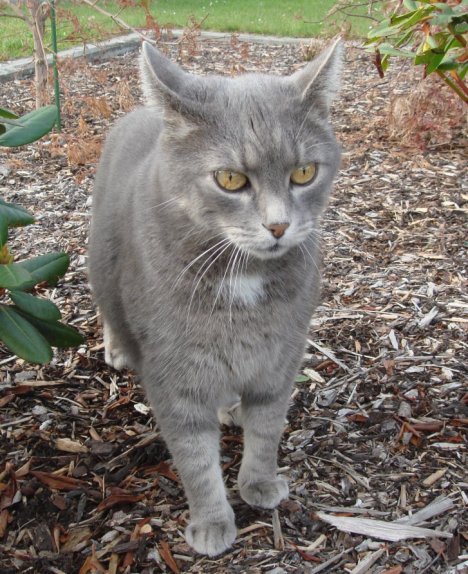 Picture of a cat / kitten / feline