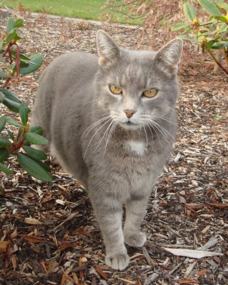 Picture of a cat / kitten / feline